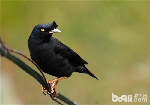 八哥<a href=/zhonglei/niao/ target=_blank class=infotextkey>鳥</a>多少錢一只？八哥鳥怎么飼養？