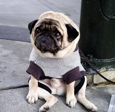 八哥犬能活多少年 不同的狗壽命不一樣