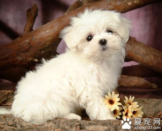 成年狗狗一天喂幾次 每日吃一餐有條件兩餐