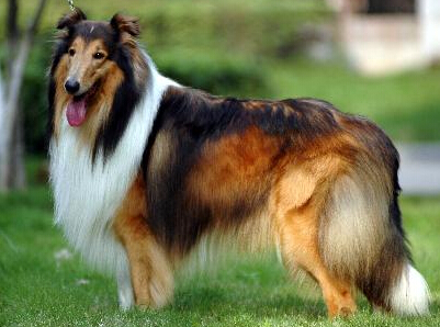 蘇格蘭牧羊犬聰明嗎 其聰明得到人們肯定