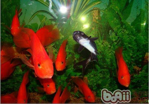 關于鸚鵡<a href=/zhonglei/fish/ target=_blank class=infotextkey>魚</a>的品種類型及其特征