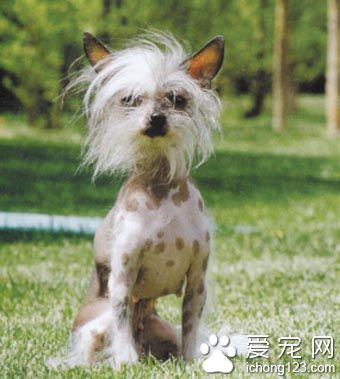 冠毛犬的壽命 平均壽命在14年左右