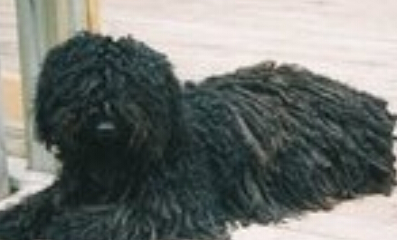  波利犬的形態特征 是活潑而有特技的犬