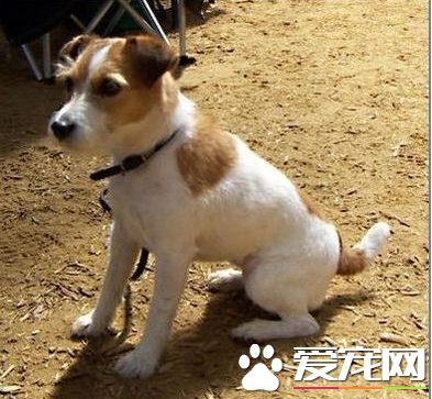 杰克羅素梗單獵可以嗎 杰克羅素梗怎么樣