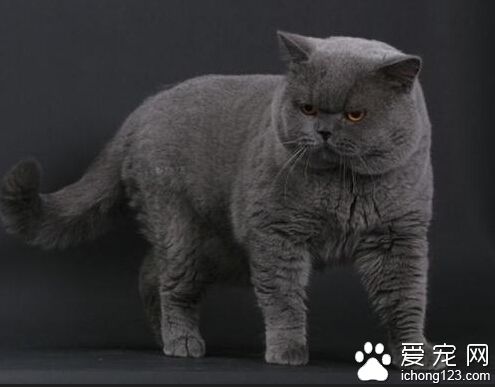 英國短毛貓壽命 主人的養護使其壽命延長