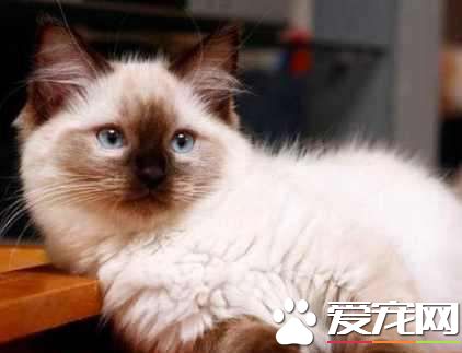 布偶貓亂咬東西的處理方法 布偶貓亂咬東西原來是這個原因導致的