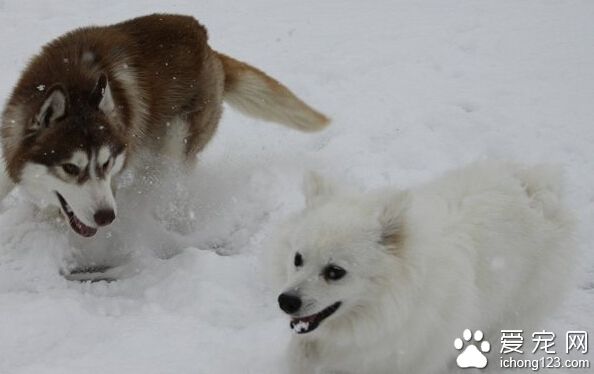 愛斯基摩犬的特點 人類的得力助手