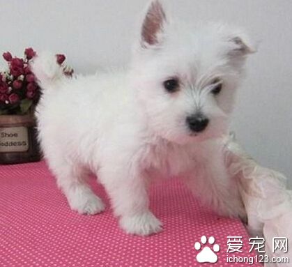 西高地白梗性格 該犬有很強的活動能力