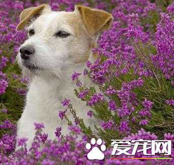 杰克羅素梗掉毛很嚴重 導致杰克羅素梗掉毛的原因