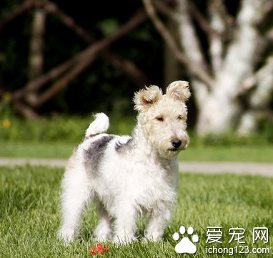 剛毛獵狐梗的性格 該犬對主人十分友好