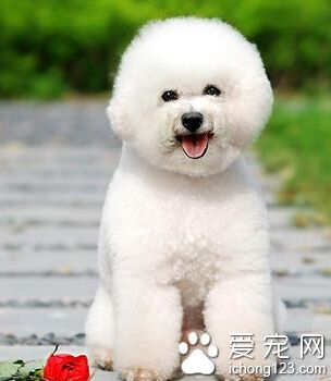 狗狗吃什么下奶 多給做些新鮮的營養餐