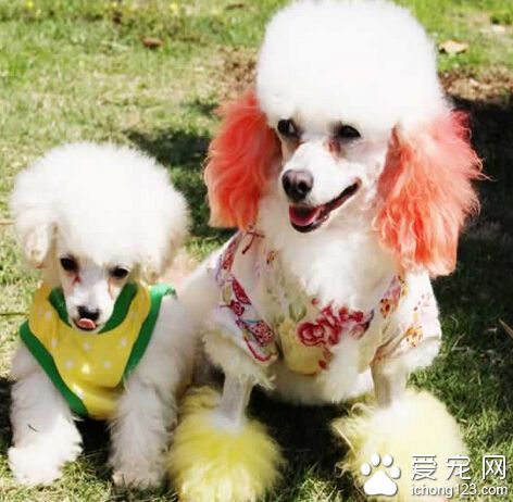 狗狗最愛吃什么 要注意搭配保證營養均衡