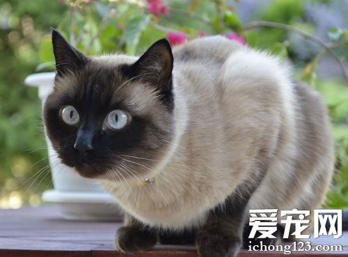 暹羅貓吃什么貓糧 看成份中的防腐劑