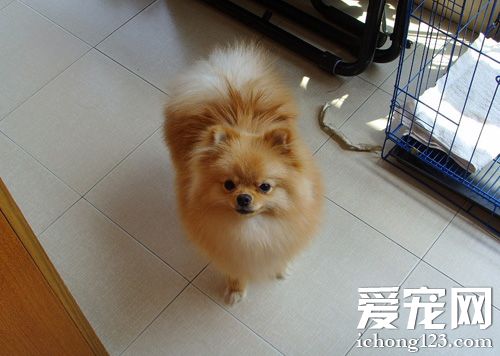 博美犬喜歡吃什么 狗狗也需要營養搭配