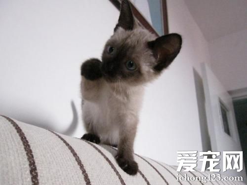 暹羅貓愛吃什么 貓糧大致分為哪幾類