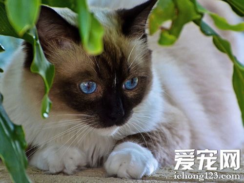暹羅貓喂養 吃什么食物對身體好