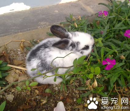 懷孕可以吃兔子嗎 適合孕婦食用