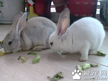 兔子為什么吃紙 制止兔子食入異物