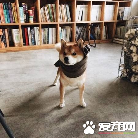 小柴犬的眼睛凹進去 小柴犬出現眼睛凹陷是什么原因