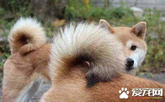 柴犬腿細是鍛煉不夠嗎 柴犬腿細是可能怎么回事