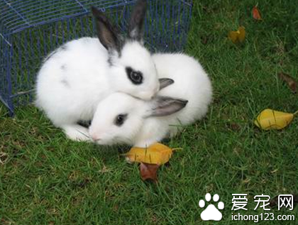 兔子吃樹葉 不能單獨喂食甘薯藤