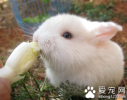 兔子可以吃黃瓜嗎 黃瓜的水分比較多