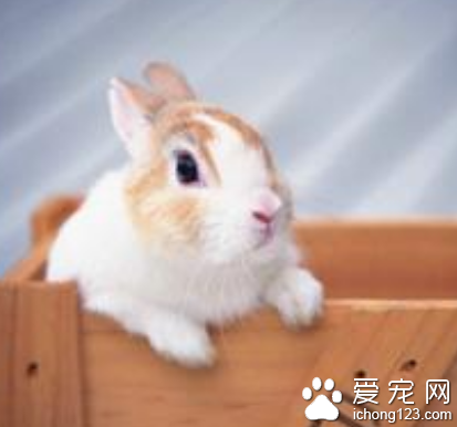 兔子為什么會吃紙 兔子是屬于嚙齒類