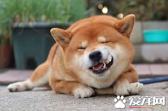 柴犬腿上不長毛 柴犬腿上不長毛的原因
