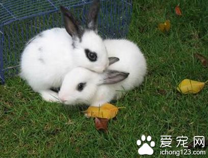 兔子能吃什么草 淀粉含量過高食物少吃