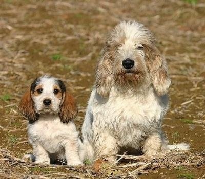 貝吉格里芬凡丁犬的養護常識   幼犬養護尤其重要
