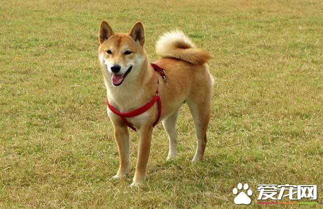 柴犬大便不成形 這三招可以解決問題