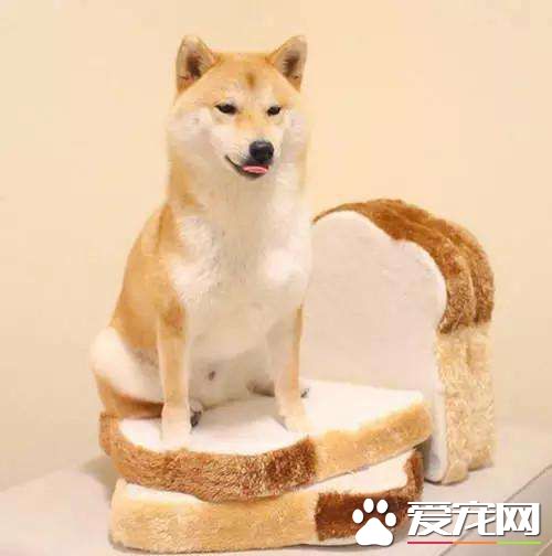 柴犬好訓練嗎 沒想到訓練柴犬這么簡單