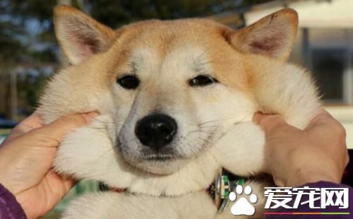 柴犬不能吃什么水果 柴犬不能吃這些水果的原因