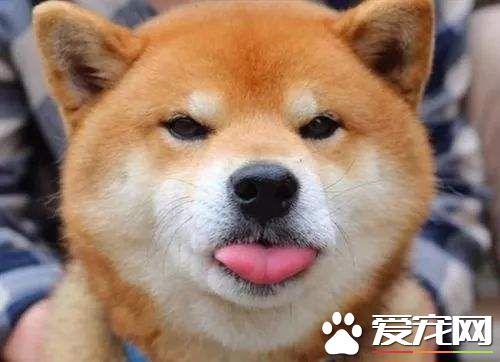 為什么養柴犬的人很少 扎心了原來是這樣