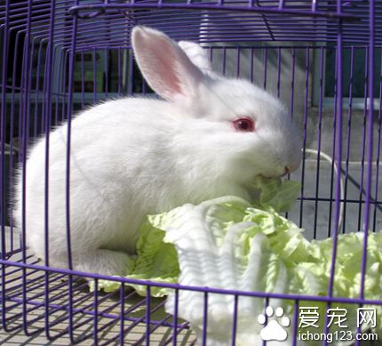 兔子吃頭發 易造成胃腸道阻塞