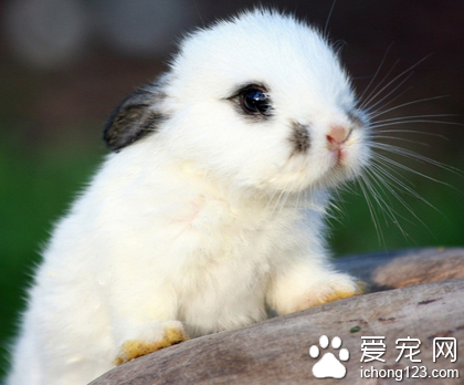 小兔子怎么分公母 在滿月前就能分辨出