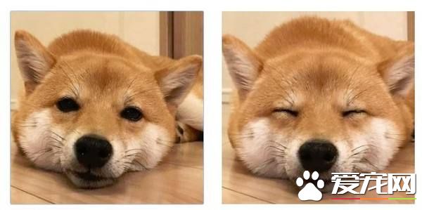 怎樣訓練柴犬大小便 訓練柴犬大小便從這個步驟開始