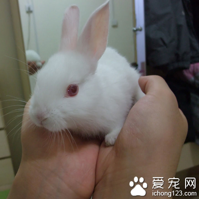 兔子要怎么養 食物一定要洗凈弄干