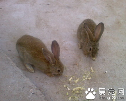 兔子吃甜食 甜食會導致兔子患蛀牙