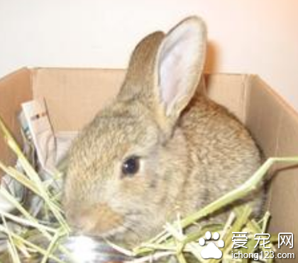 兔子能吃面條嗎 面條屬于細纖維食品