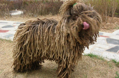 波利犬有什么缺點   運動量大體味較重