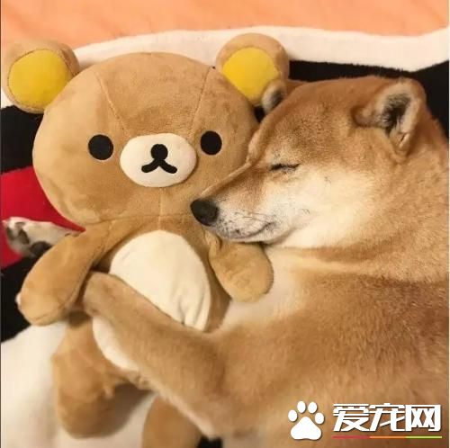 柴犬好還是秋田犬好 柴犬和秋田犬的個性分析