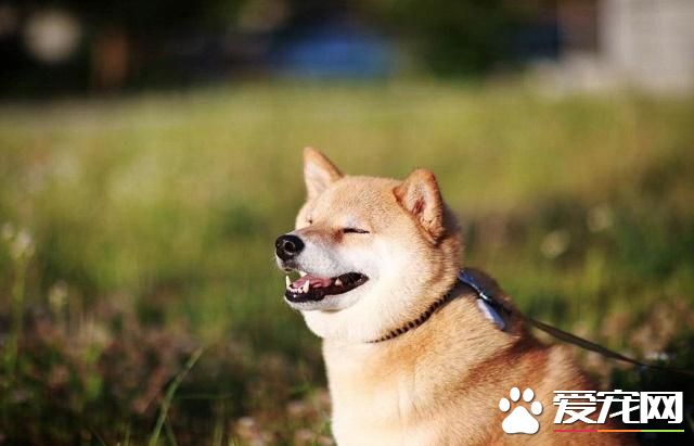 柴犬爪子是什么顏色 柴犬如何判斷是否純正