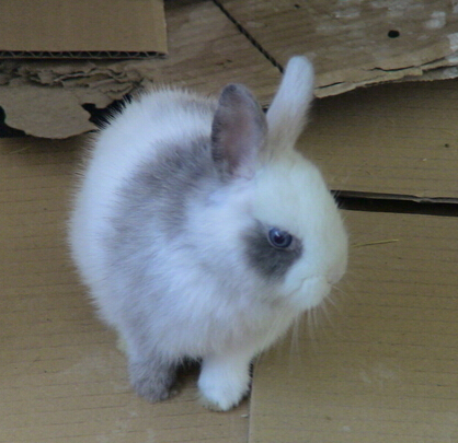 怎么樣養兔子 飼養環境最好是較寬敞