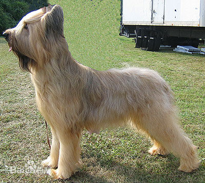 伯瑞犬的喂食要點   <a href=/shipin/gouliang/ target=_blank class=infotextkey>狗糧</a>不要喂的過飽