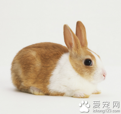 兔子不喜歡吃什么 禁食刺激性強的蔬菜