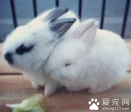 兔子可以吃米嗎 盡量避免喂食