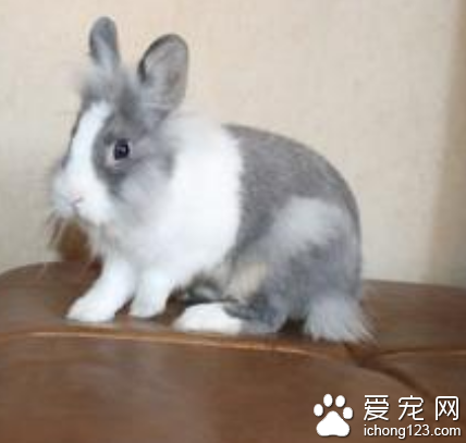 兔子每天要吃多少 科學的選擇飼料