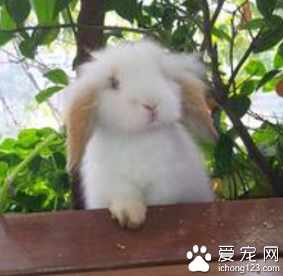 兔子可以吃雞飼料 最好是喂食兔糧