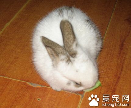 兔子吃什么蘿卜 可喂新鮮無污染的蔬菜